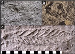 Charnian fossils